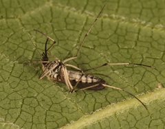 Aedes sticticus