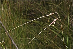 Austrostipa muelleri