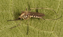 Aedes sticticus