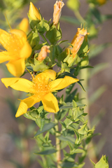 Hypericum olympicum