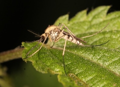 Aedes sticticus