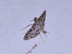 Rhimphalea