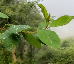 Cotoneaster bacillaris