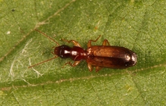 Paradromius linearis