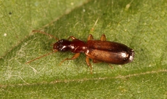 Paradromius linearis