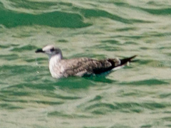 Larus michahellis