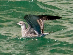 Larus michahellis