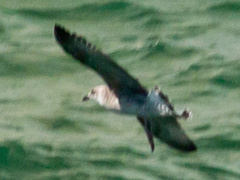 Larus michahellis