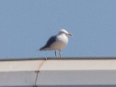 Larus michahellis