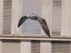 Larus michahellis