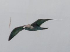 Larus michahellis