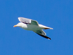 Larus michahellis