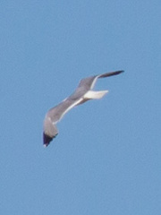Larus michahellis