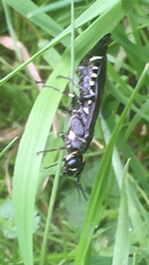 Xiphydriidae