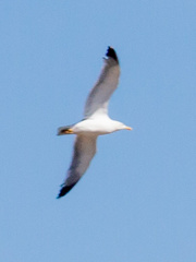 Larus michahellis