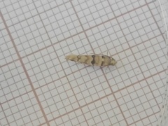 Blastesthia tessulatana