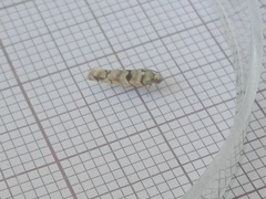 Blastesthia tessulatana