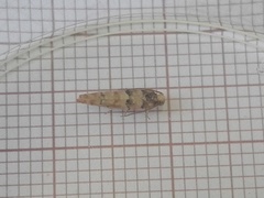 Blastesthia tessulatana