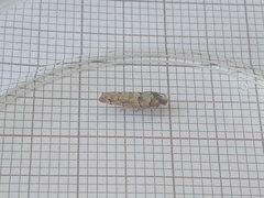 Blastesthia tessulatana