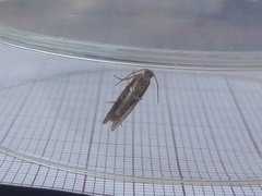 Blastesthia tessulatana