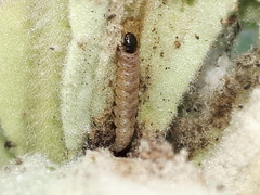 Nothris verbascella