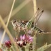 Short-winged Spiny Bush-Cricket - Photo (c) Karmela Adžić, some rights reserved (CC BY-NC), uploaded by Karmela Adžić