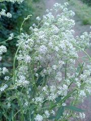 Lepidium latifolium