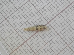 Blastesthia tessulatana