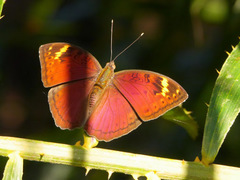 Apectinaria