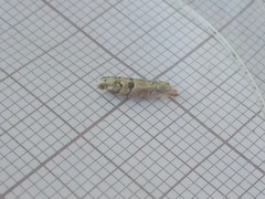 Blastesthia tessulatana