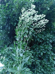 Lepidium latifolium