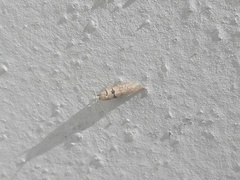 Blastesthia tessulatana