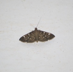 Pramadea ovialis