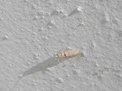 Blastesthia tessulatana