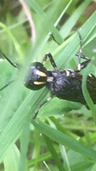 Xiphydriidae