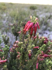 Erica monadelphia
