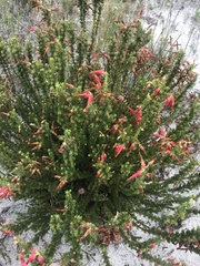 Erica monadelphia