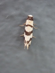 Lepidoscia characota