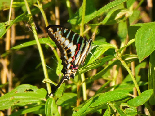 Small Striped Swordtail