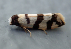 Lepidoscia characota