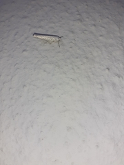 Yponomeuta evonymella