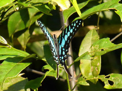Graphium policenes policenes