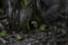 Pterostylis striata