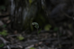 Pterostylis striata