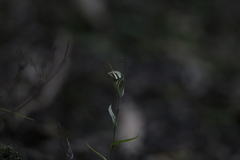 Pterostylis striata