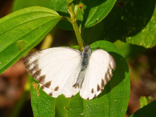 Congo White