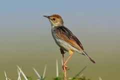 Cisticola marginatus