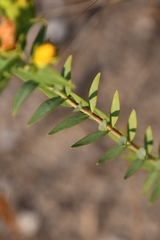 Hypericum olympicum