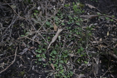 Pterostylis concinna