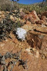 Lapeirousia pyramidalis